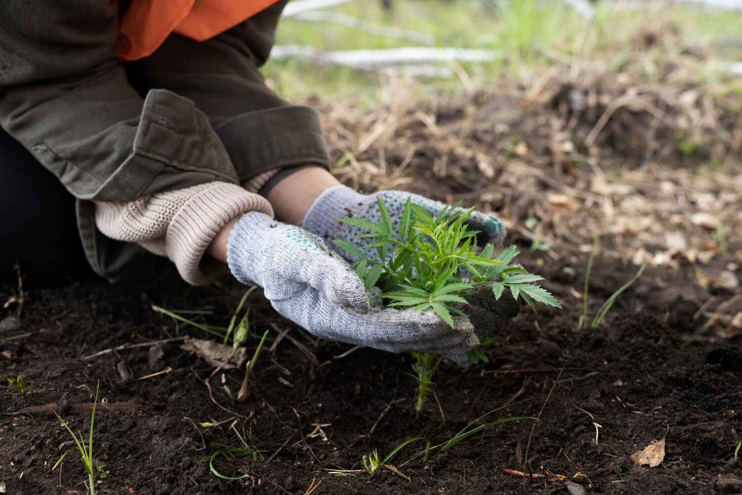 Best Tree Cutting Near Me  in Hawthorne, FL